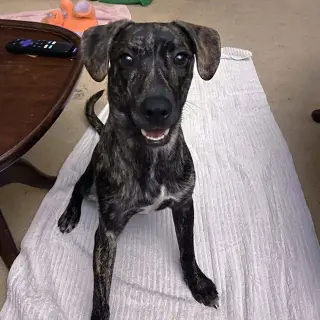 Logan's Pup Jacques