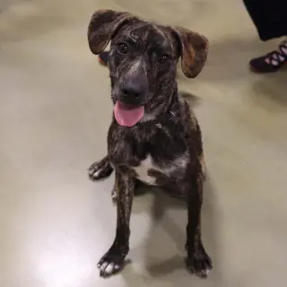 Logan's Pup Jacques