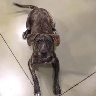 Logan's Pup Jacques