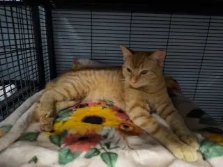 Pumpkin