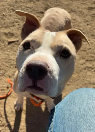 Hank