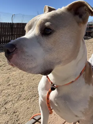 Hank