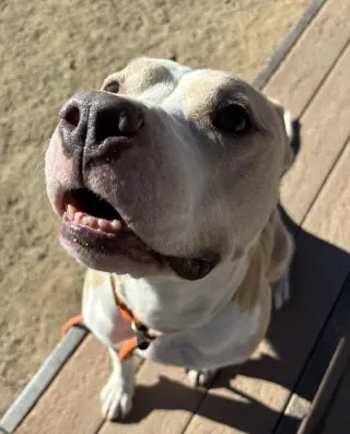 Hank