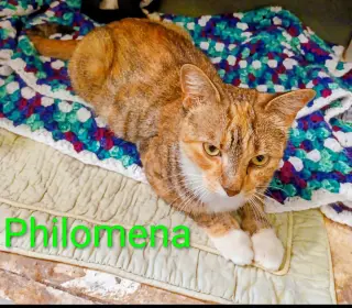 KITTY PHANTASTIC PHILOMENIA