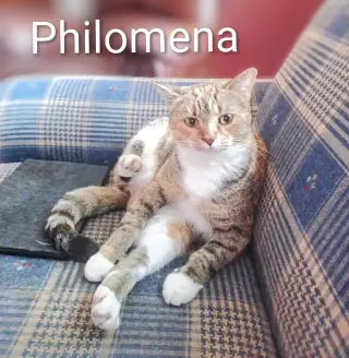 KITTY PHANTASTIC PHILOMENIA