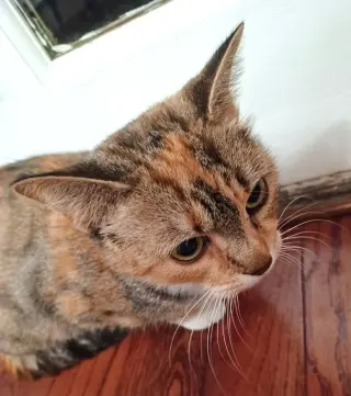 KITTY PHANTASTIC PHILOMENIA