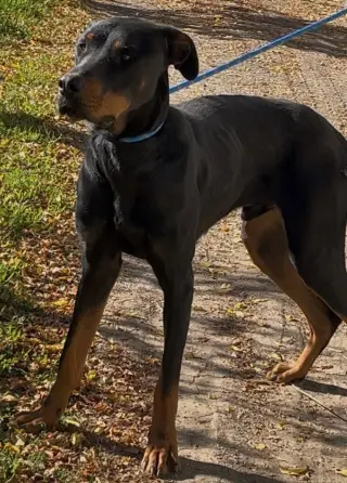 DOBI