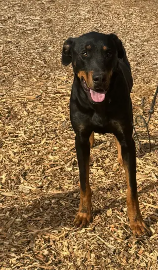 DOBI