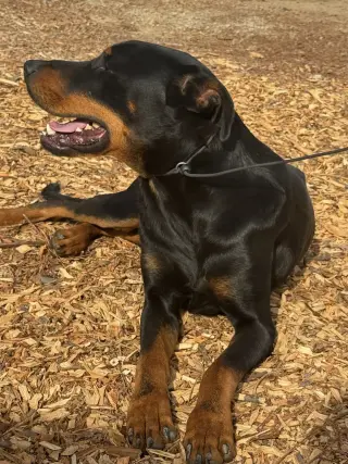 DOBI