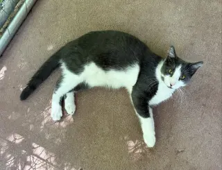 Nugget