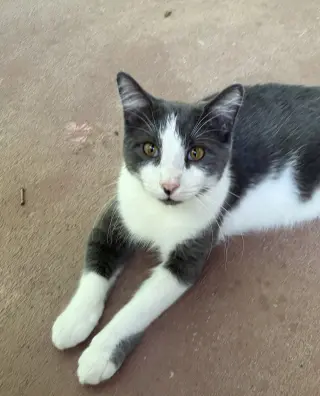 Nugget