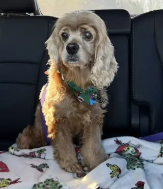 Dolly Darling