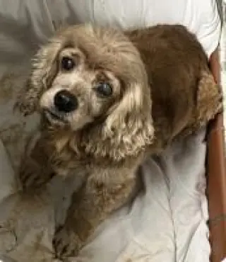 Dolly Darling