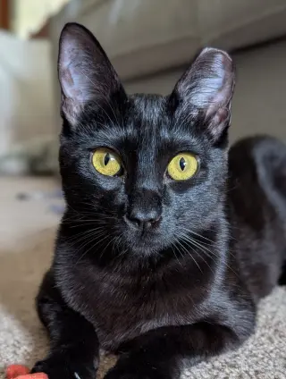 Curiosity