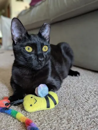 Curiosity