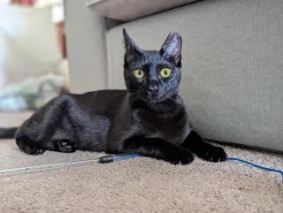 Curiosity