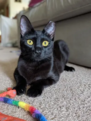 Curiosity