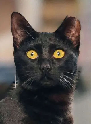 Curiosity