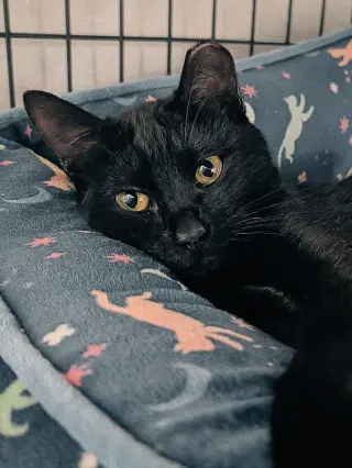 Curiosity