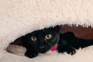 Curiosity