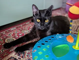 Curiosity