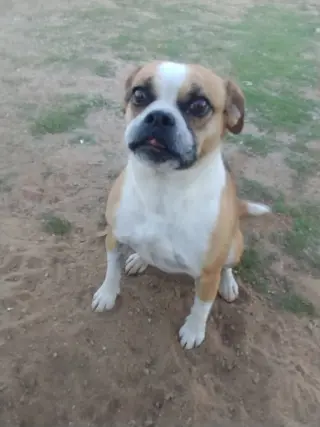 Gidget