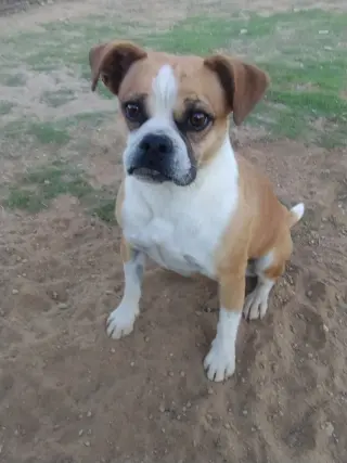 Gidget