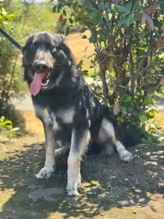 Scar OS