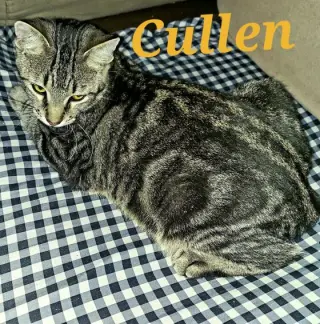 Cullen
