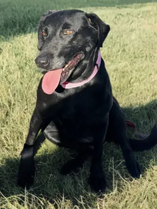 Zelda