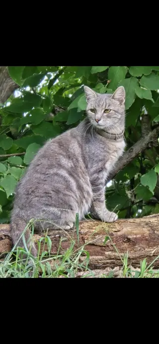 Hazel
