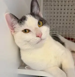 Kabochu