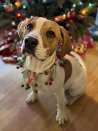 Buddy