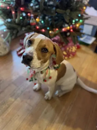 Buddy