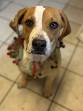 Buddy
