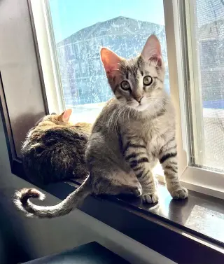 Bobcat
