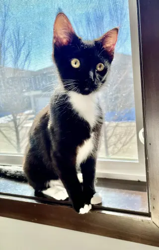 Skunk