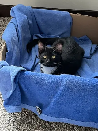 Skunk