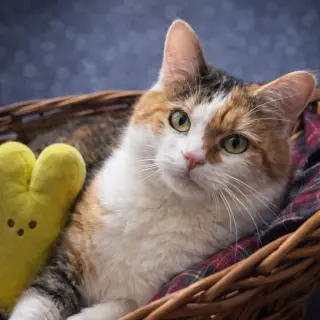 Biscuit