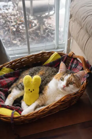 Biscuit