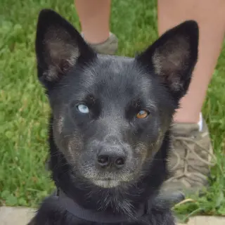 Rex