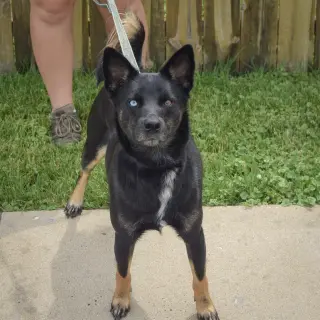 Rex