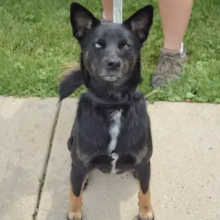 Rex