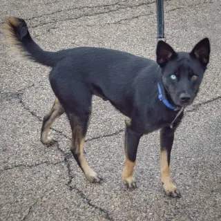 Rex