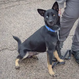 Rex