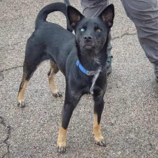 Rex