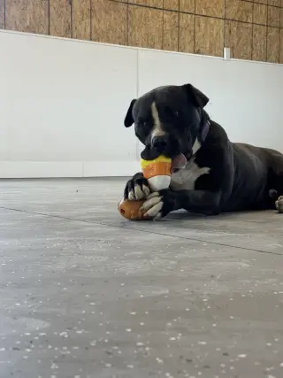 Arlo