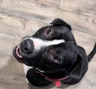 Arlo