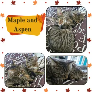 Maple and Aspen