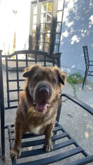 Lily